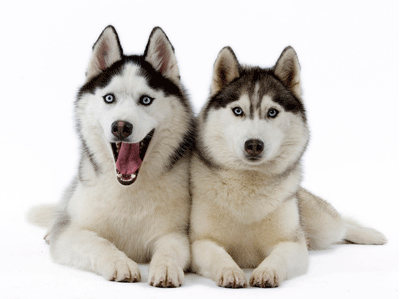 Siberian-Huskies-dogs-17473305-1024-768-Pertimbangan-sebelum-Anda-Memiliki-Binatang-Peliharan