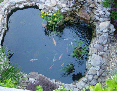 cara-membuat-kolam-ikan-koi-Pertimbangan-sebelum-Anda-Memiliki-Binatang-Peliharan