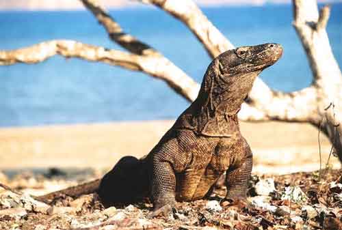 Wisata Pulau Komodo Yang Dilirik Wisatawan Lokal Maupun Wisatawan Mancanegara 05 - Finansialku