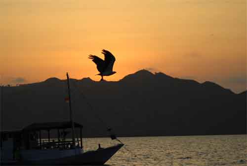 Wisata Pulau Komodo Yang Dilirik Wisatawan Lokal Maupun Wisatawan Mancanegara 07 - Finansialku