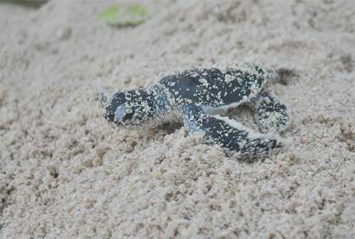 Save Your Trip! Liburan Terbaik di Pulau Wakatobi 07 - Finansialku