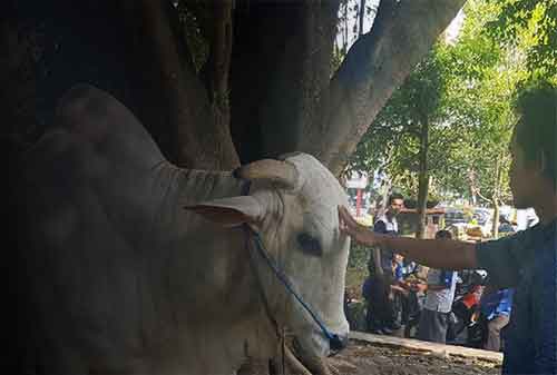 Sapi Jokowi di Masjid Istiqlal, Berbobot 1,5 Ton. Selain itu Ada juga Dibeberapa Kota - 01 - Finansialku