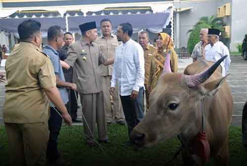 Sapi Jokowi di Masjid Istiqlal, Berbobot 1,5 Ton. Selain itu Ada juga Dibeberapa Kota - 02 - Finansialku