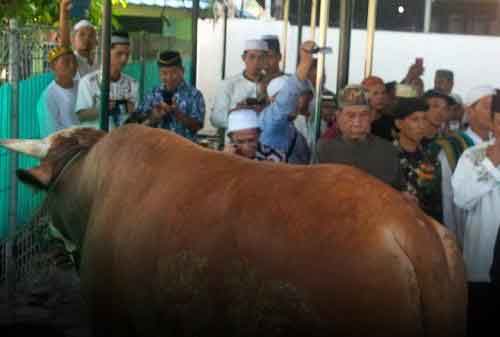 Sapi Jokowi di Masjid Istiqlal, Berbobot 1,5 Ton. Selain itu Ada juga Dibeberapa Kota - 04 - Finansialku