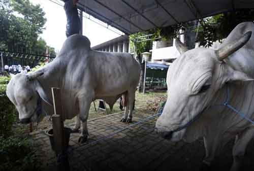 Sapi Jokowi di Masjid Istiqlal, Berbobot 1,5 Ton. Selain itu Ada juga Dibeberapa Kota - 06 - Finansialku