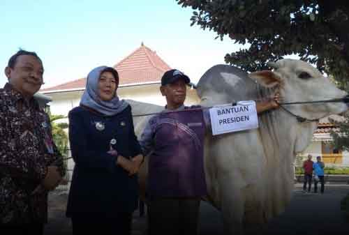 Sapi Jokowi di Bantul