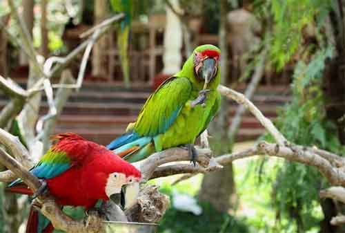 Paket Wisata Bali 07 Bali Bird Park - Finansialku