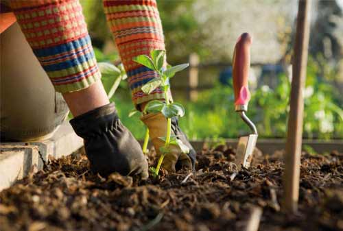 TERUNGKAP!-20-Cara-Hidup-Hemat-agar-Bisa-Menabung-3-Berkebun-Finansialku