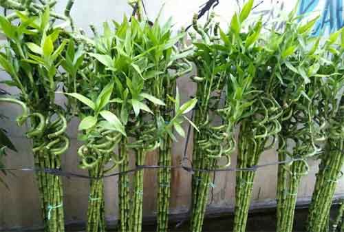 Harmoni Di Balik Kesuksesan Bisnis Lucky Bamboo Sukabumi 04 - Finansialku