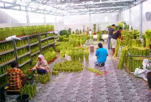 Harmoni Di Balik Kesuksesan Bisnis Lucky Bamboo Sukabumi 05 - Finansialku