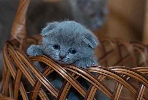 5800 Gambar Tentang Hewan Peliharaan HD Terbaik