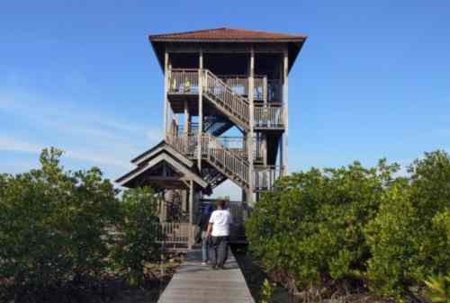 Liburan ke Pulau Karimun Jawa 05 Hutan Mangrove - Finansialku