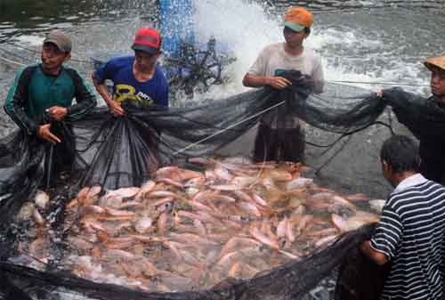 Panduan Lengkap Budidaya Ikan Nila Agar Cepat Panen 04 - Finansialku